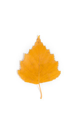 isolated yellow birch leaf