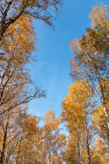 Blue sky surrounded by birches