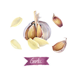 Garlic bulb and cloves isolated on white watercolor illustration 