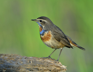 Beautiful brown bird with orange and blue marking on its chest perching on the wooden log over bright green background, Blue throat (Luscinia svecica)
