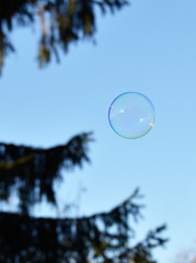 One single soap bubble tree and blue sky