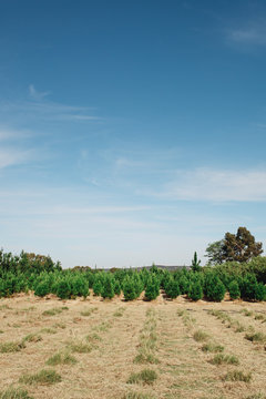 Rows of christmas tree stumps in front of uncut trees at a christmas tree farm in Australia