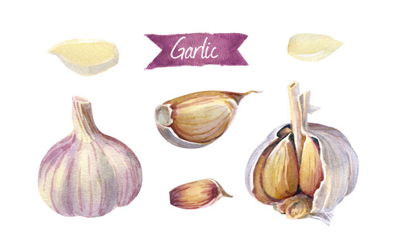 Garlic bulbs and cloves isolated on white watercolor illustration 