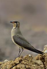 Beautiful brown bird with red lips, Oriental pratincole (Glareola maldivarum) swallow-plover or grasshopper-birdstanding on drought soil in paddy field