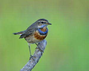 Fototapeta premium Beautiful chubby brown bird with blue and orange mark on neck lonely standing on branch in green blur background environment, Bluethroat (Luscinia svecica)