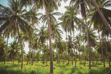 Coconut palm trees plantation in Thailand