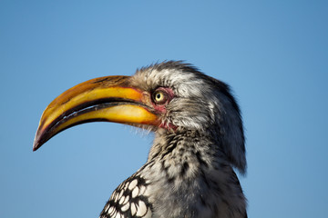 Yellow-billed hornbill