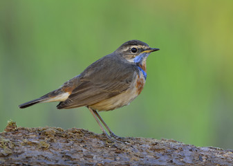 Beautiful chubby brown bird with blue and orange neck standing on the ground in the green blur background environment, Bluethroat (Luscinia svecica)
