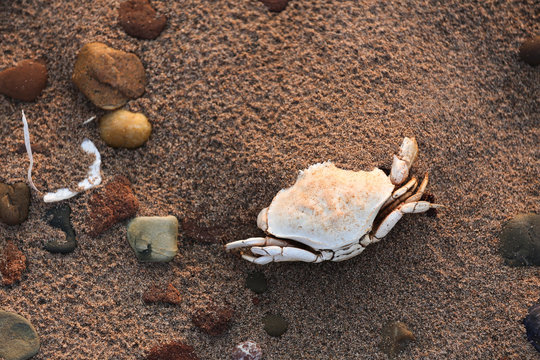 Dead crab bleached by sun on beach sand