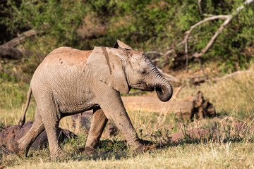 Baby African Elephant