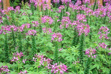 Fototapeta premium Purple flowers in summer 