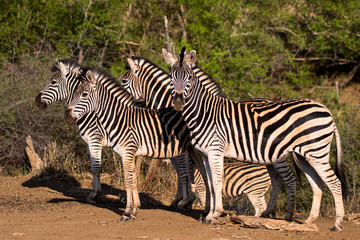 Fototapeta na wymiar Plains Zebra