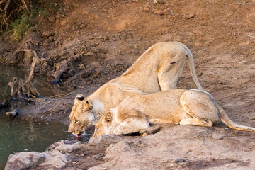 Female Lions drinking at the Marico river