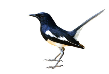 Beautiful long tail bird wagging tail in the nature, Male Oriental Magpie-Robin (Copsychus saularis) isolated on white background