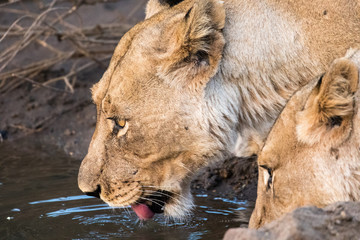 Naklejka na ściany i meble Female Lions drinking at the Marico river
