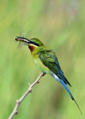 Beautiful green bird with long blue tails and puffy feathers perching on stick, Blue-tailed bee-eater (Merops philippinus)