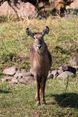 Water buck