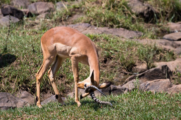 Impala