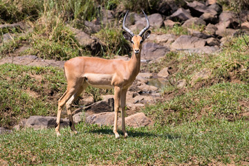 Impala