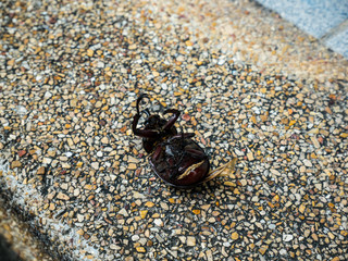 Beetle