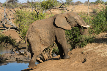 Fototapeta premium African Elephant