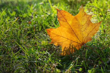 Naklejka na ściany i meble Leaf close-up in autumn season