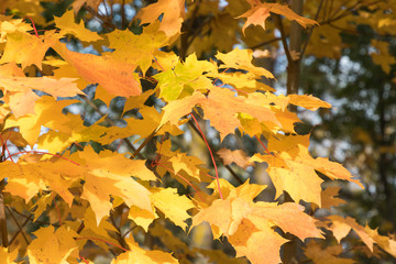 Colorful maple leaves