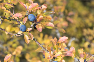 Matured sloe berrry