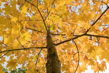 Clorful maple tree