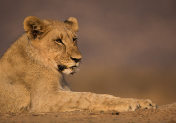 Lion cub portrait