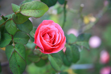 Pink rose  / Tropical Rose Garden 