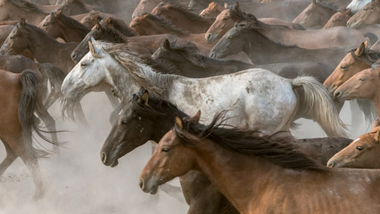 Horses run gallop in dust