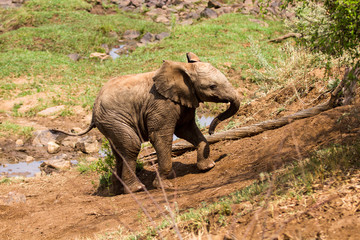 Fototapeta premium African Elephant