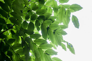 Under the beauty of nature green leaves background.