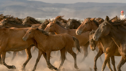 Obraz premium Horses run gallop in dust
