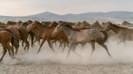 Horses run gallop in dust