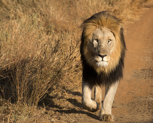 Lion walking
