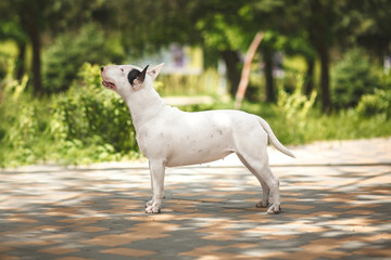 dog breed bull terrier