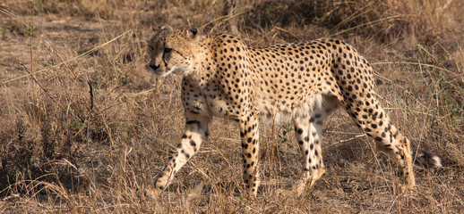 Cheetah walking