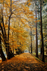 Obraz premium autumn leaves on grass