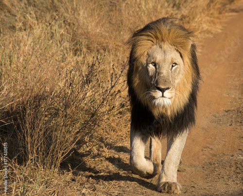 lion walking stock photo and royalty free images on fotolia com
