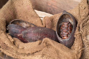 Cacao fruit, raw cacao beans, Cocoa pod on wooden background