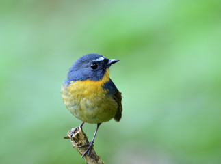 Blue bird with yellow chest and white brows perching on a branch showing front feathers over blur green background, Snowy-browed Flycatcher (ficedula hyperythra)