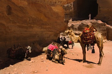 A group of camels waiting owner in front of Petra's Tomb, Jordan