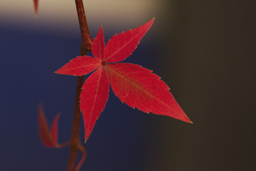 grape vine red autumnal leaves