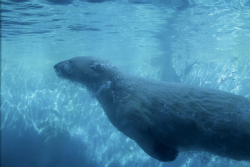 Fototapeta premium The Dive