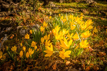 yellow autumn crocus