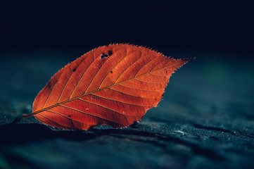 Close up of single autumn leaf