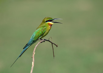 Blue-tailed bee-eater (Merops philippinus)  beautiful green bird with blue tail perching on curve stick over blur green background under strong sunlight