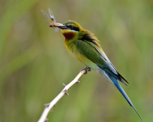 Blue-tailed bee-eater (Merops philippinus) beautiful green bird with long blue tails and puffy feathers perching on stick